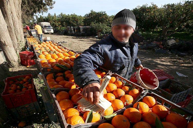 هني: 25.6 مليار دولار قيمة الإنتاج الفلاحي واسترجاع 750 ألف هكتار هني: 25.6 مليار دولار قيمة الإنتاج الفلاحي واسترجاع 750 ألف هكتار