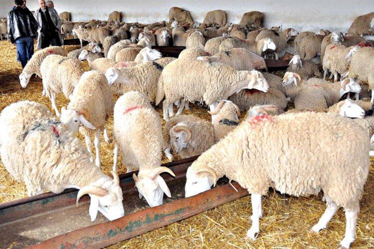 ثلث الموالين سيهجرون تربية المواشي ثلث الموالين سيهجرون تربية المواشي