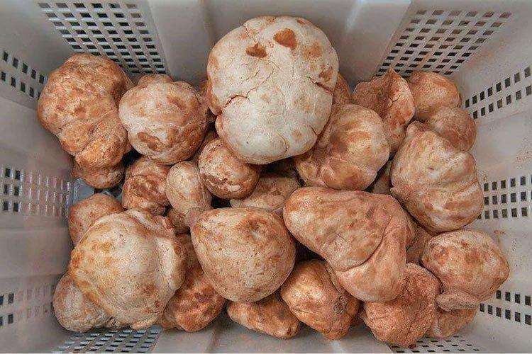 “الترفاس” ثمرة محلية بعيدة المنال للمستهلك الجزائري! “الترفاس” ثمرة محلية بعيدة المنال للمستهلك الجزائري!