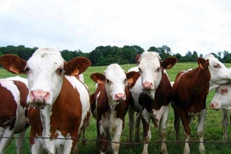 4000 عجل أيرلندي على موائد الجزائريين في رمضان 4000 عجل أيرلندي على موائد الجزائريين في رمضان