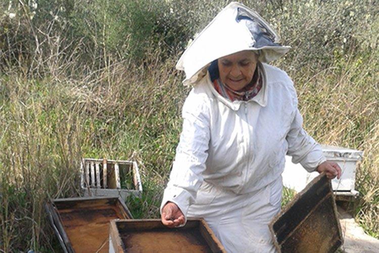 العجوز عقيلة.. مربية نحل مند نصف قرن في سكيكدة العجوز عقيلة.. مربية نحل مند نصف قرن في سكيكدة