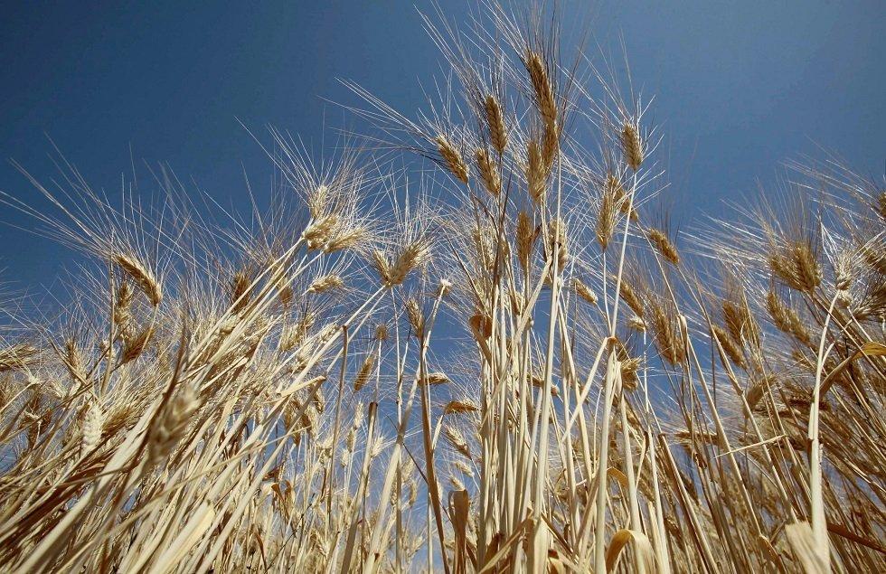 الجزائر تشتري 700 ألف طن من القمح في مناقصة دولية الجزائر تشتري 700 ألف طن من القمح في مناقصة دولية