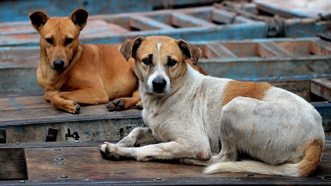 كلاب ضالة تقتل طفلا بالبليدة كلاب ضالة تقتل طفلا بالبليدة