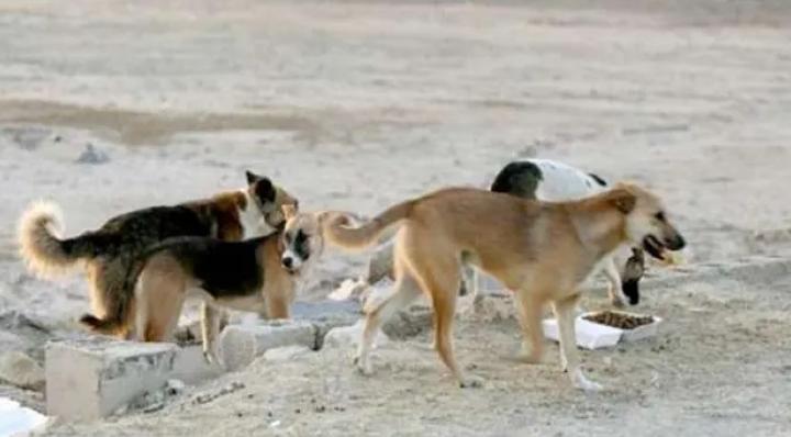 ثلاث سنوات حبسا لصاحب الكلاب القاتلة للطفل ثلاث سنوات حبسا لصاحب الكلاب القاتلة للطفل