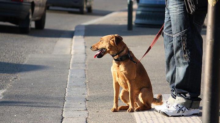 قرار بحظر تجوال الكلاب في هذه الولاية قرار بحظر تجوال الكلاب في هذه الولاية