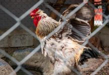 الجزائر ترصد تفشياً لإنفلونزا الطيور في مزرعة دواجن الجزائر ترصد تفشياً لإنفلونزا الطيور في مزرعة دواجن