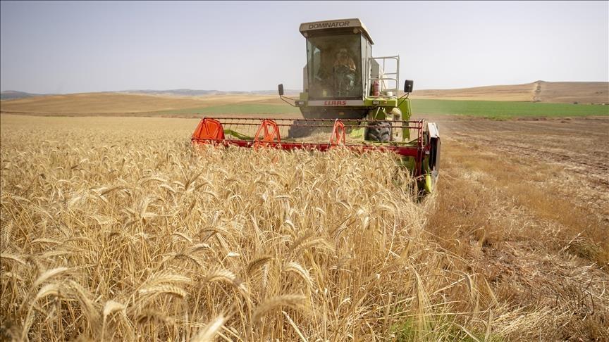 إنتاج القمح الصلب يغطي 95 بالمئة من حاجة البلاد إنتاج القمح الصلب يغطي 95 بالمئة من حاجة البلاد