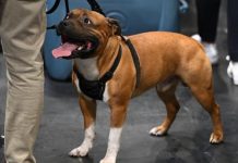 كلاب مفترسة… تخويف واستعراض قوة خَطِر في الجزائر كلاب مفترسة... تخويف واستعراض قوة خَطِر في الجزائر