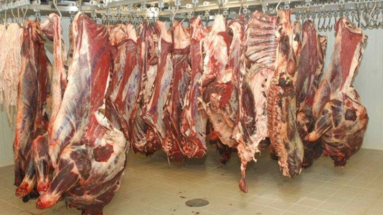 “الاكتفاء الذاتي في اللحوم مفتاحه استيراد الأبقار الإفريقية” “الاكتفاء الذاتي في اللحوم مفتاحه استيراد الأبقار الإفريقية”