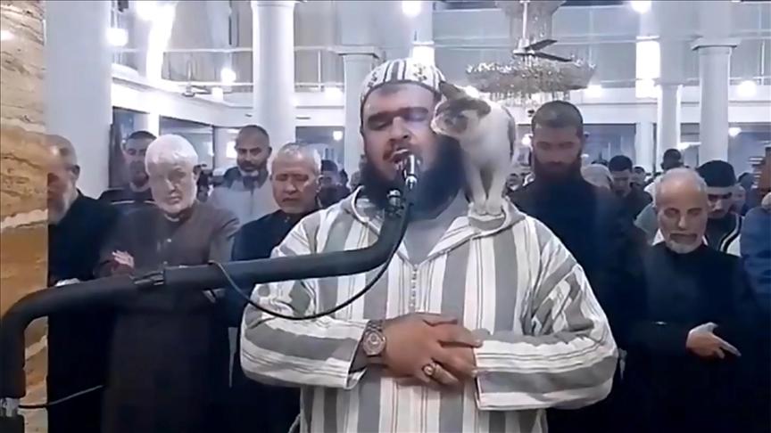 عفوية إمام جزائري وقطة تداعبه تبلغ العالمية وتغزو شبكات التواصل عفوية إمام جزائري وقطة تداعبه تبلغ العالمية وتغزو شبكات التواصل