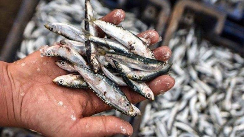 سردين غير مكتمل النمو بالأسواق سردين غير مكتمل النمو بالأسواق