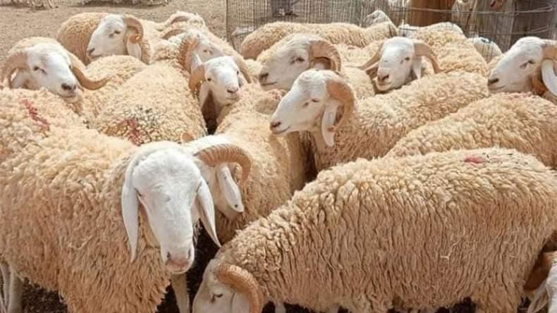 2000 بيطري لمراقبة بيع وذبح أضاحي العيد 2000 بيطري لمراقبة بيع وذبح أضاحي العيد