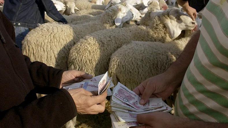 أسعار الأضاحي.. هذا ما أكده مسؤول بوزارة التجارة أسعار الأضاحي.. هذا ما أكده مسؤول بوزارة التجارة
