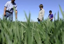 أسعار القمح هادئة رغم رفض موسكو تمديد اتفاق الحبوب أسعار القمح هادئة رغم رفض موسكو تمديد اتفاق الحبوب