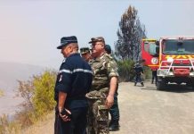 نعمل على إخماد حرائق غابات في 7 ولايات نعمل على إخماد حرائق غابات في 7 ولايات