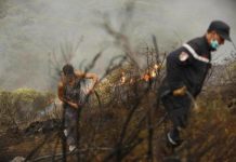 الجزائر تسيطر على 80 في المائة من حرائق الغابات الجزائر تسيطر على 80 في المائة من حرائق الغابات