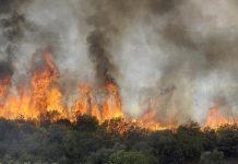 الجزائر تعلن تمكنها من احتواء حرائق الغابات الضخمة الجزائر تعلن تمكنها من احتواء حرائق الغابات الضخمة