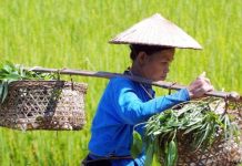 الأسواق تتأهب لشح الأرز والسكر… أزمات إضافية للقمح الأسواق تتأهب لشح الأرز والسكر... أزمات إضافية للقمح