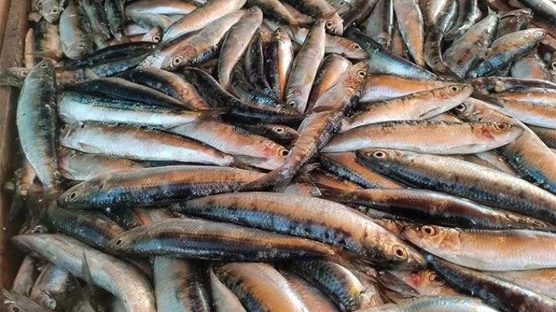 هذه أسباب انخفاض أسعار السردين هذه أسباب انخفاض أسعار السردين