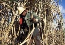 الهند تتجه إلى تقييد صادرات السكر.. الأسعار ترتفع الهند تتجه إلى تقييد صادرات السكر.. الأسعار ترتفع