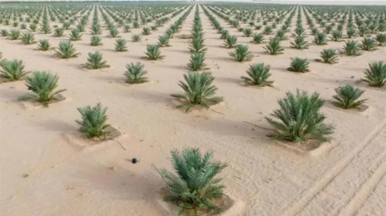 هنّي: غرس مليون نخلة ابتداء من الموسم 2023-2024 هنّي: غرس مليون نخلة ابتداء من الموسم 2023-2024