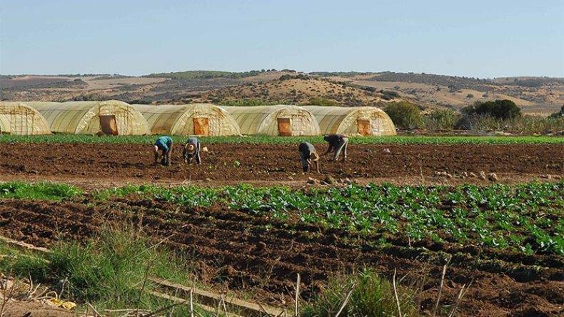 إحصاء عام لإمكانيات قطاع الفلاحة بالجزائر قريبًا إحصاء عام لإمكانيات قطاع الفلاحة بالجزائر قريبًا