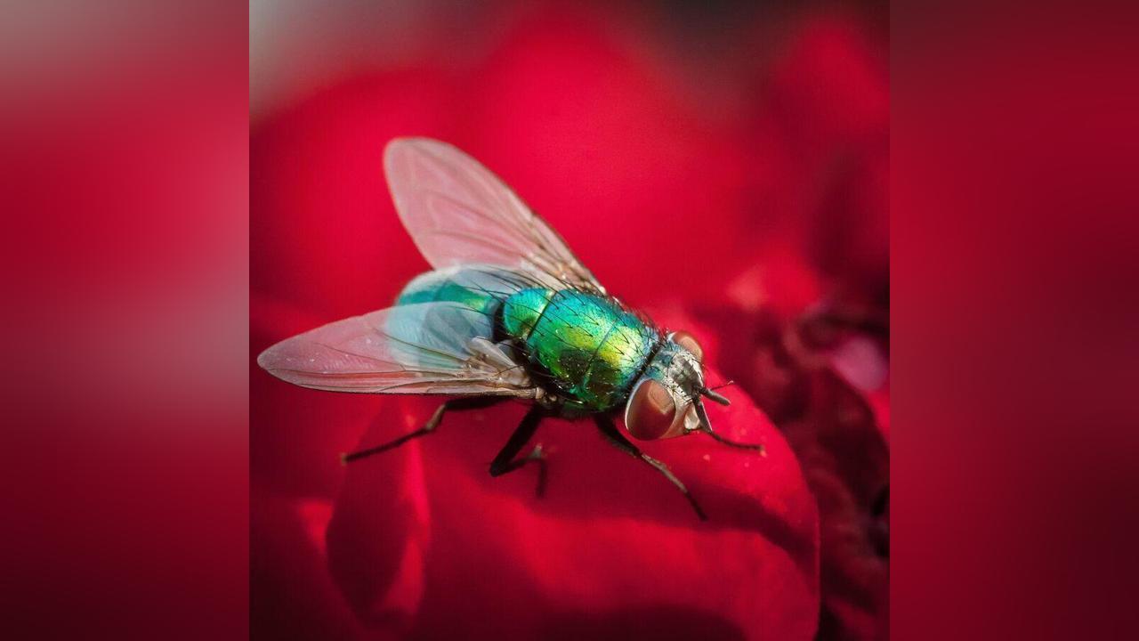 علماء يقعون في حيرة بعد اكتشاف ذبابة سليمة داخل أمعاء رجل علماء يقعون في حيرة بعد اكتشاف ذبابة سليمة داخل أمعاء رجل