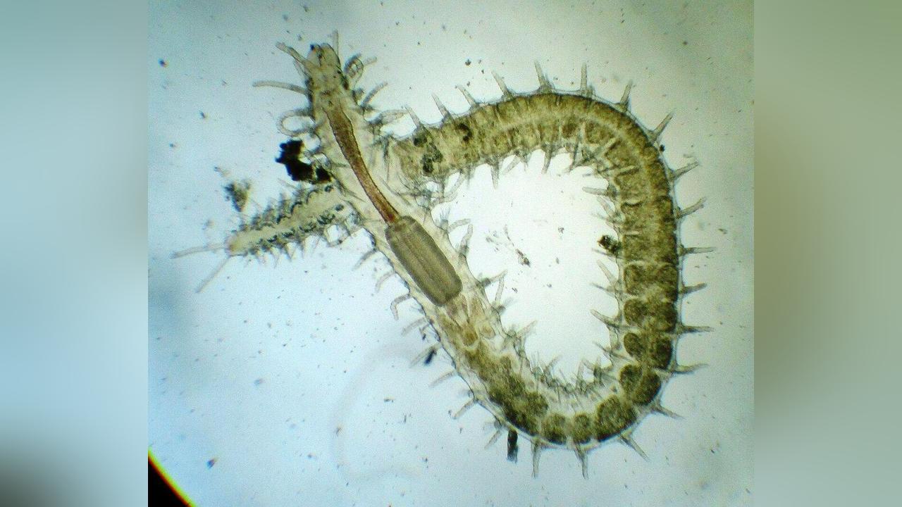 كائن يتخلى عن جزء منه بهدف التكاثر في أغرب حالة علمية مسجلة... فيديو كائن يتخلى عن جزء منه بهدف التكاثر في أغرب حالة علمية مسجلة... فيديو