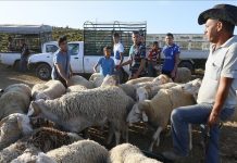 العيد بالجزائر.. غلاء فاحش للأضاحي ينذر بعزوف جماعي العيد بالجزائر.. غلاء فاحش للأضاحي ينذر بعزوف جماعي