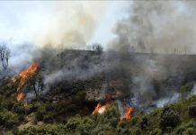 خلال 24 ساعة.. الجزائر تخمد 26 حريقا طالت غابات ومحاصيل خلال 24 ساعة.. الجزائر تخمد 26 حريقا طالت غابات ومحاصيل