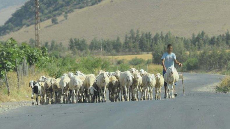 موالون يستنكرون مقترح حصر استغلال المراعي موالون يستنكرون مقترح حصر استغلال المراعي