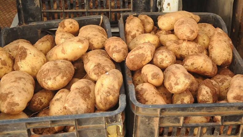 نحو تراجع أسعار البطاطا بجنيْ 15 مليون قنطار قريبًا نحو تراجع أسعار البطاطا بجنيْ 15 مليون قنطار قريبًا