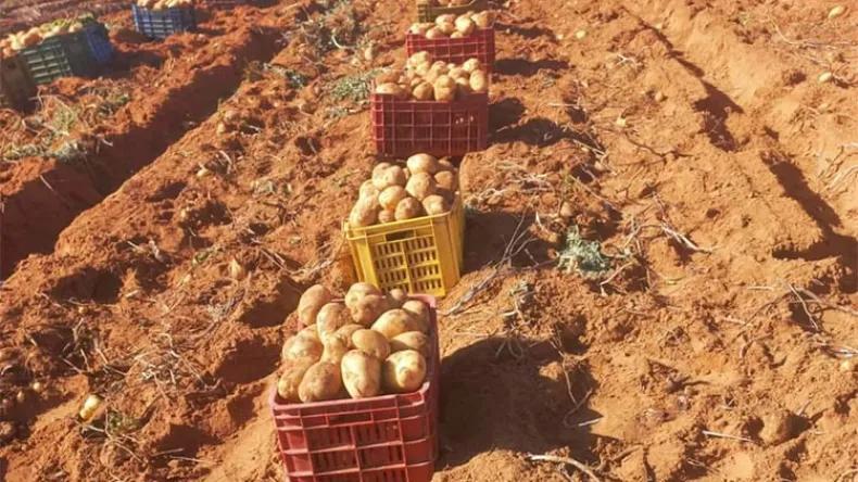 بداية تراجع أسعار البطاطا والطماطم بداية تراجع أسعار البطاطا والطماطم