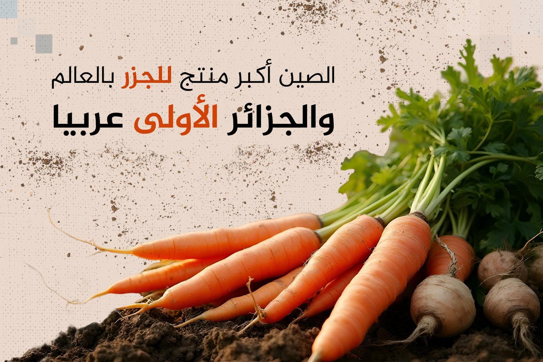 الجزائر والمغرب يتصدران العرب.. أكبر 10 دول تنتج الجزر بالعالم الجزائر والمغرب يتصدران العرب.. أكبر 10 دول تنتج الجزر بالعالم
