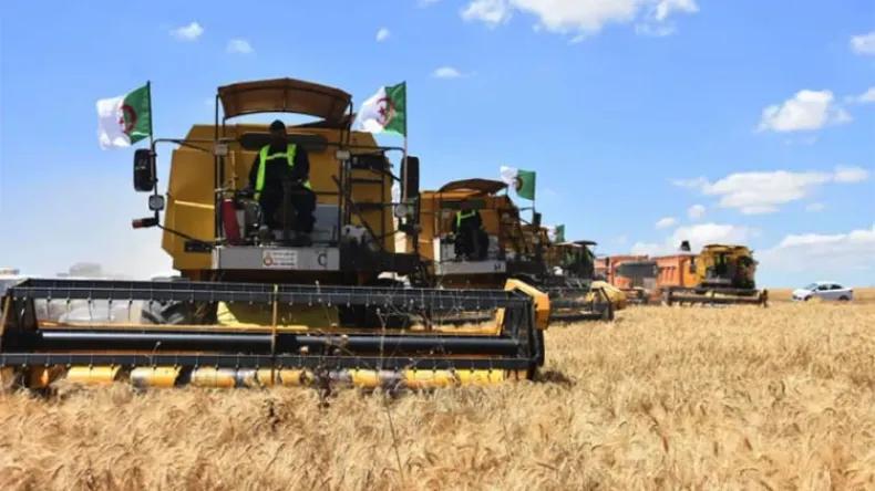 رعب فرنسي من التقارب الجزائري الإيطالي لإنتاج القمح رعب فرنسي من التقارب الجزائري الإيطالي لإنتاج القمح