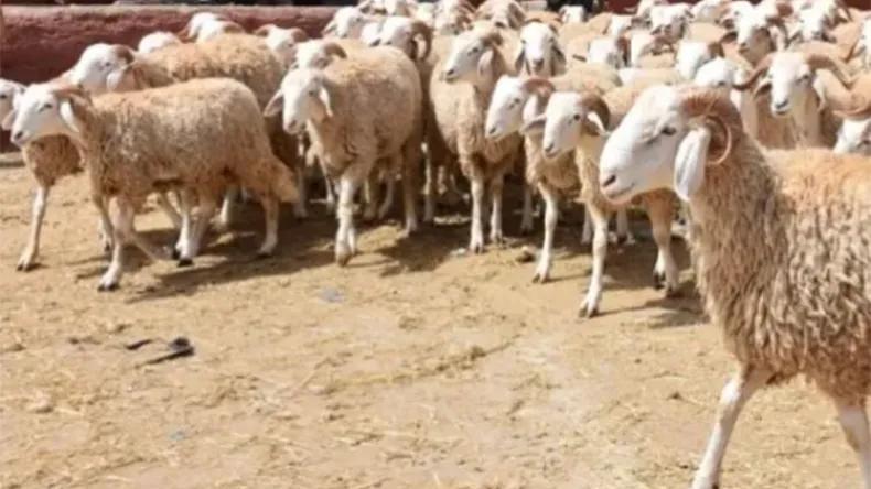 خرفان حصريّة لعيد الأضحى.. وتنظيم رخص استيراد اللحوم خرفان حصريّة لعيد الأضحى.. وتنظيم رخص استيراد اللحوم