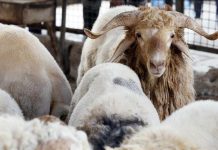 بفعل الجفاف.. الجزائر تستورد الأضاحي لأول مرة منذ 33 عاما بفعل الجفاف.. الجزائر تستورد الأضاحي لأول مرة منذ 33 عاما