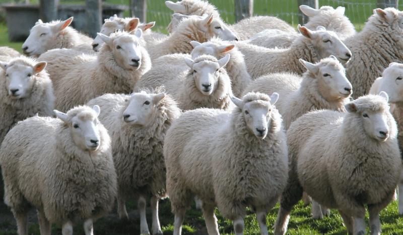 هذا هو دفتر شروط استيراد الماشية هذا هو دفتر شروط استيراد الماشية