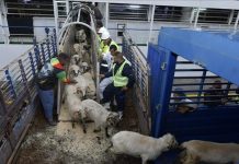 أول استيراد منذ 33 عاما.. باخرة مواشي تصل الجزائر استعدادا للأضحى أول استيراد منذ 33 عاما.. باخرة مواشي تصل الجزائر استعدادا للأضحى