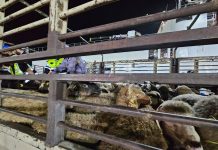 وصول أول شحنة من أضاحي العيد إلى ميناء عنابة وصول أول شحنة من أضاحي العيد إلى ميناء عنابة