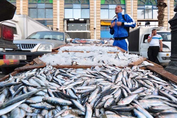 أسعار السردين مبالغ فيها ويجب تنظيم الشعبة