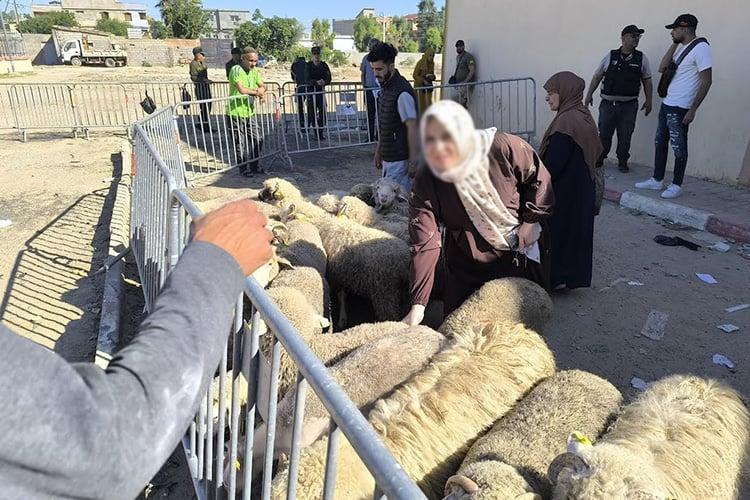 هكذا تمكّن المواطنون من اقتناء الأضاحي المستوردة هكذا تمكّن المواطنون من اقتناء الأضاحي المستوردة