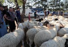 عيد الأضحى في الجزائر… استعدادات شعبية وتمسك بالتقاليد عيد الأضحى في الجزائر... استعدادات شعبية وتمسك بالتقاليد