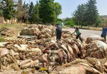 مشاركة واسعة في حملة جمع جلود الأضاحي مشاركة واسعة في حملة جمع جلود الأضاحي