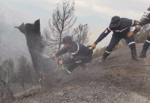 الحماية المدنية: تسجيل 12 حريق غابات عبر 5 ولايات الحماية المدنية: تسجيل 12 حريق غابات عبر 5 ولايات