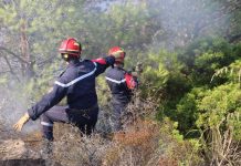 الحماية المدنية: إخماد 11 حريق غابات عبر 7 ولايات الحماية المدنية: إخماد 11 حريق غابات عبر 7 ولايات