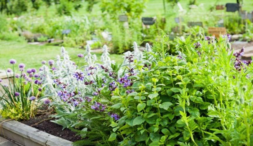 النباتات العطرية.. ثروة طبيعية بين الفرص والتحديات النباتات العطرية.. ثروة طبيعية بين الفرص والتحديات