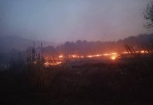 نشوب حرائق غابية في عدّة ولايات نشوب حرائق غابية في عدّة ولايات