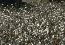 زراعة القطن في جنوبي الجزائر.. بين تنويع الاقتصاد والحتمية الزراعية زراعة القطن في جنوبي الجزائر.. بين تنويع الاقتصاد والحتمية الزراعية