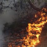 توقيف أفراد شبكة إجرامية اتّهموا بإضرام النار عمدا في غابة الأرهاط توقيف أفراد شبكة إجرامية اتّهموا بإضرام النار عمدا في غابة الأرهاط